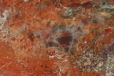 Polished, Petrified Wood (Araucarioxylon) - Arizona #165989-2